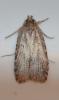 Depressariinae inconnu